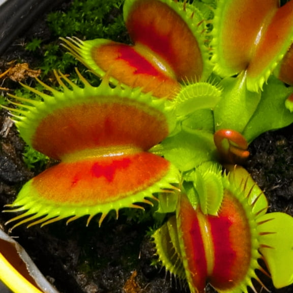3 Hardy Giant Venus Flytrap Live Plant, Well-started Dionaea Muscipula Cultivar Plant