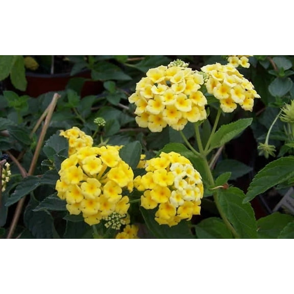 3 Hardy Lantana Chapel Hill Yellow Plant, Full Sun, Perennial Flowers, Steep Hill Garden (2.5 Pot)