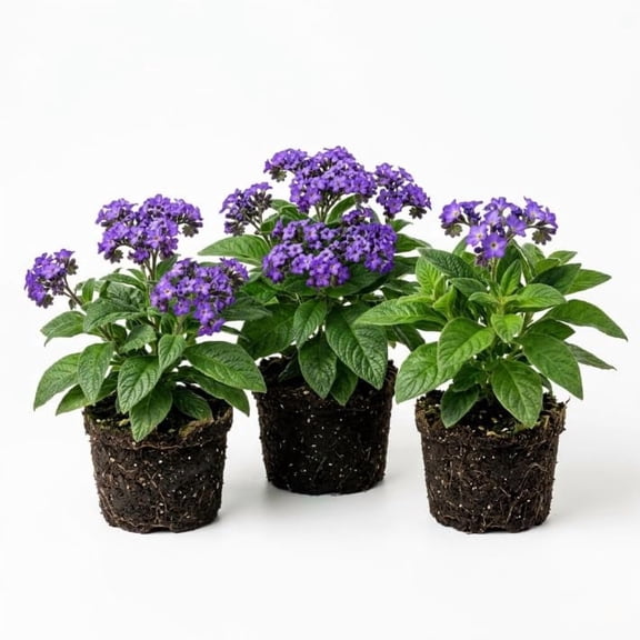 3 Heliotrope Plants - Purple Blue Flowering Plants Live for Planting - 4 to 6 Inch Tall Fragrant Garden Flowers