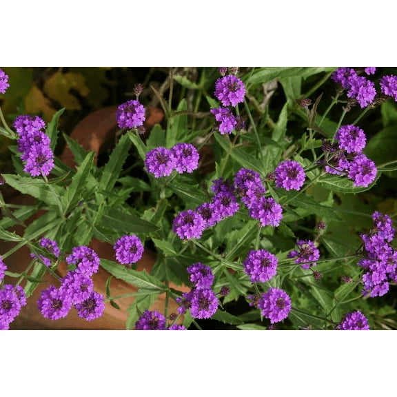 3 Homestead Purple Verbena Plant -Perennial Groundcover -Live Plant -4" Pot. Temp Sensitive. Order when your weather mild, not too hot, not too cold