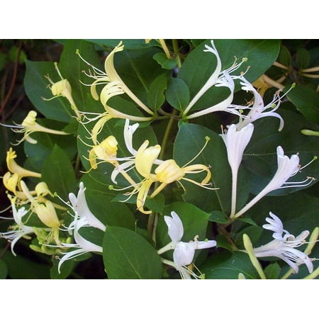 3 Honeysuckle Vine Plant, Rooted Vines - Small Plant 3.5 inch pot