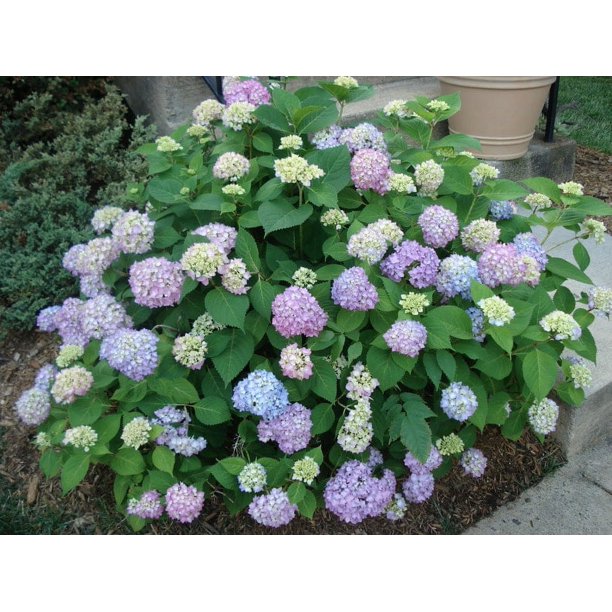 3 Hydrangea Arborescens Penny Mac2.5 Inch Starter Plant Walmart