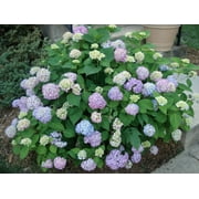 3 Hydrangea Arborescens Penny Mac-2.5 Inch Starter Plant
