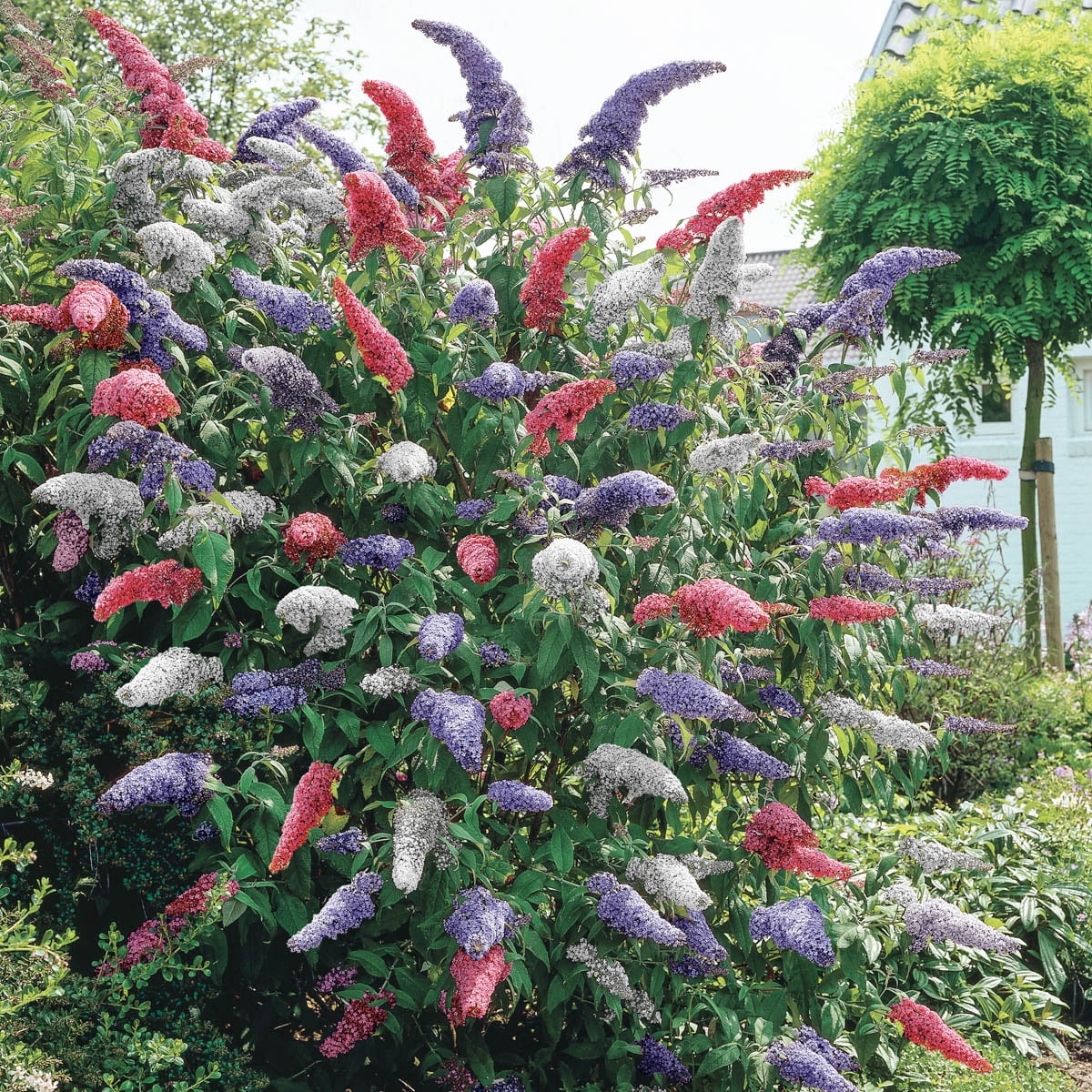 Multi-Color Butterfly Bush with Lavender, White, and Magenta Flowers