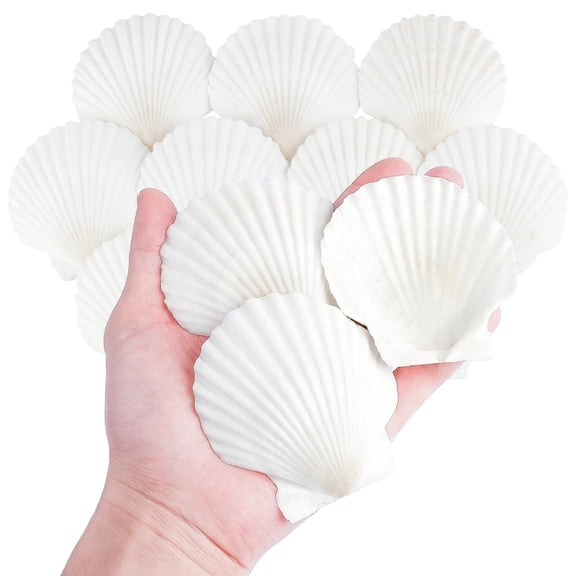 3 Inch Natural Scallop Shells for Crafts, Large Seashells Sea Shells | White Clam Shells for Crafting Decoupage Cake Baking Cooking Aquariums Table Party Decor DIY Painting Beach Wedding