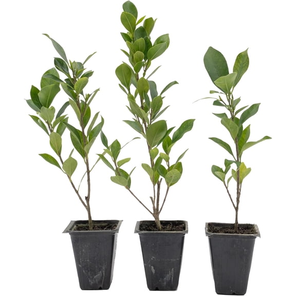 3 Indian Laurel Figs – Live Ficus Nitida Plant – Hardy Evergreen Tree in 2.5” Nursery Cubes – Fast-Growing & Highly Adaptable for Hedges, Screens & Shade