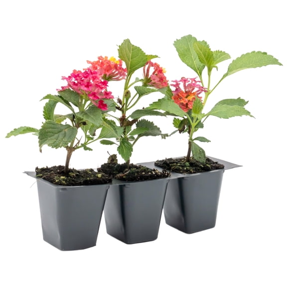 3 Irene Lantanas Live Plants in 2.5-inch Nursery Cubes | Continuous Blooms, Drought-Tolerant for Garden and Landscaping