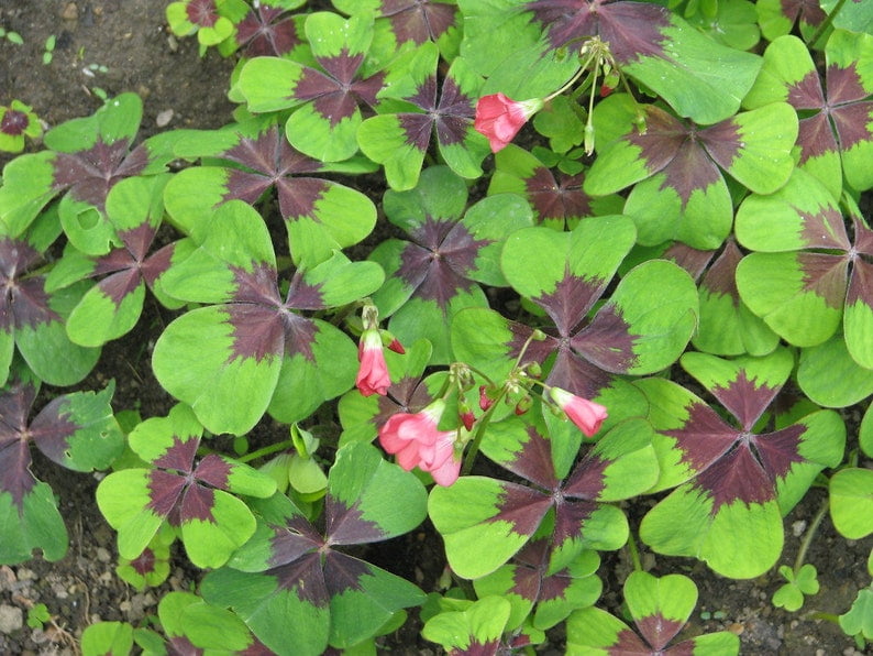 3 Iron Cross Shamrock Plants Easy Houseplant Oxalis Deppei 3.5