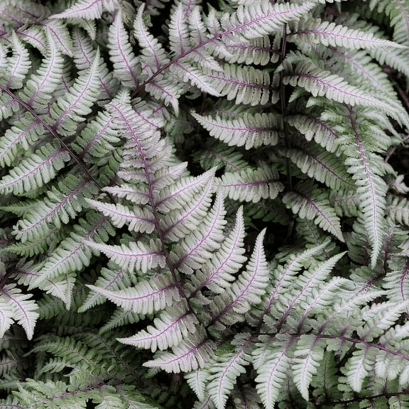 3 Japanese Painted Fern - - Shade Lover - Hardy - 4 inch cup