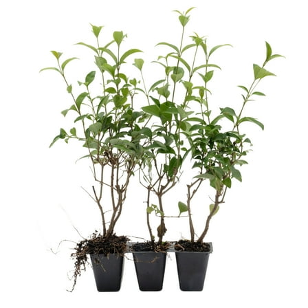 3 Japanese Privet in 2.5" Nursery Cubes | Ligustrum japonicum | Evergreen Shrub for Hedges, Screens & Borders | Ready-to-Plant & Easy-to-Grow Outdoor Live Starter Plants