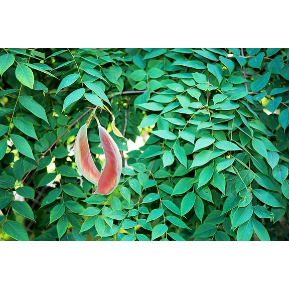 3 Kentucky Coffee Tree Seedlings to Plant