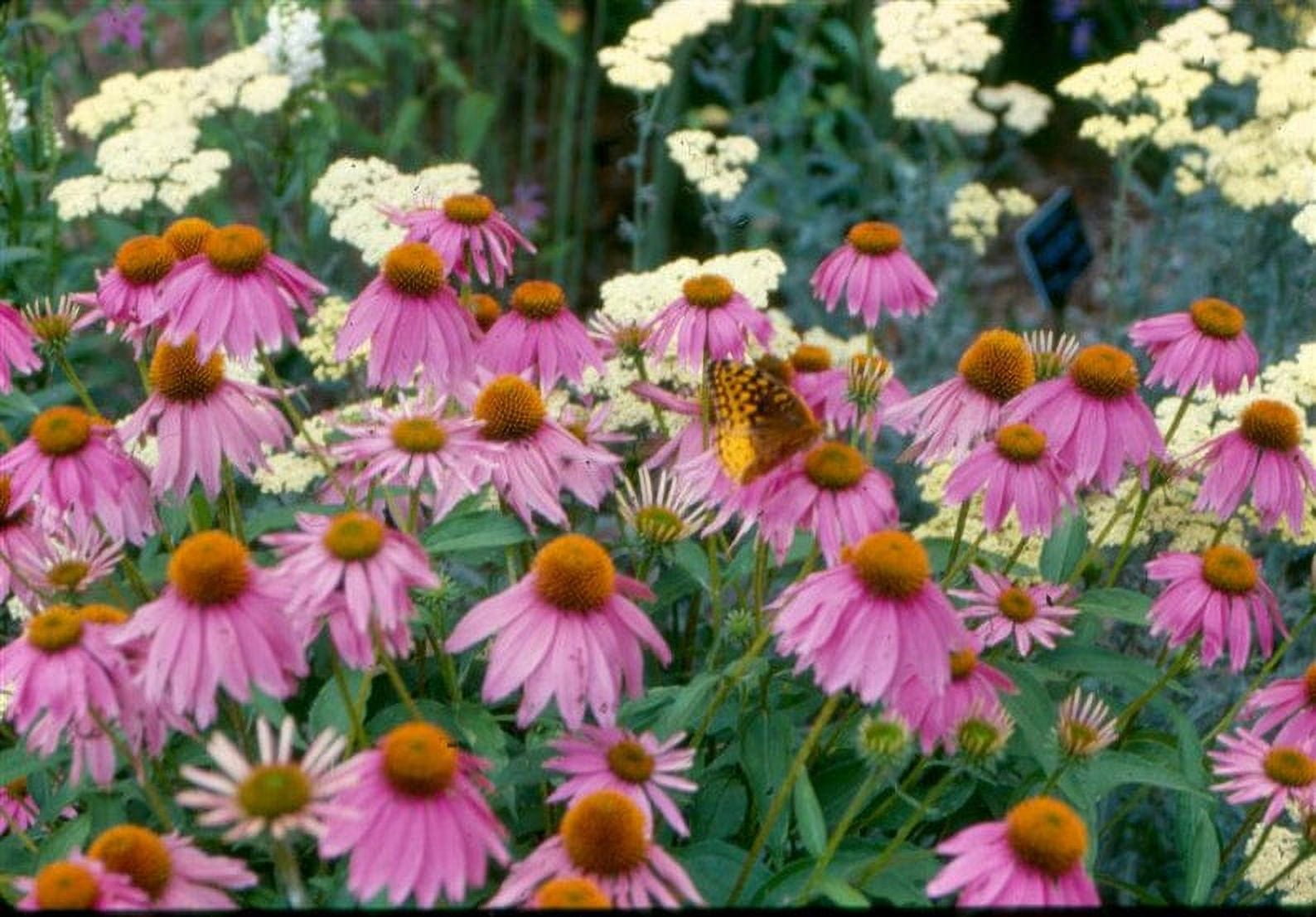 3 Kim's Knee High Coneflower/ Echinacea in 4 inch pots (one plant per