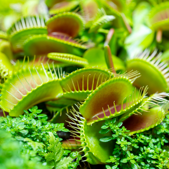 3 King Henry Giant Venus Flytrap Live Plant, Well-started Giant Dionaea Muscipula Cultivar Plant