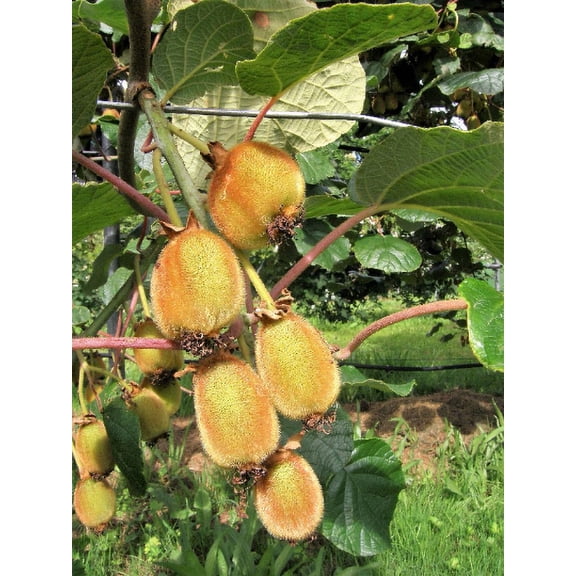 3 Kiwi Plants-Jenny, self-pollinating kiwi--all in 4 Inch Cups/ Actinidia deliciosa hybrid 3 pots of plants, one plant per pot