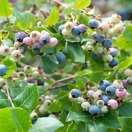 3 Legacy Blueberry Plants in a 3.5" Pot---Organically Grown---Ready For Planting!!!