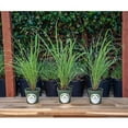 thumbnail image 1 of 3 Lemongrass, Live Plant, 4" Nursery Pots, Cymbopogon Citratus, West Indian Lemongrass, Fully Rooted for Kitchen Garden, 1 of 4