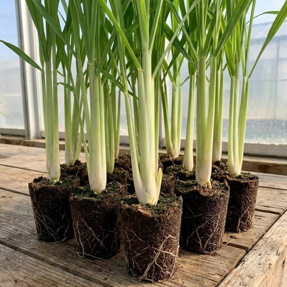 3 Lemongrass Plants Live Stalk for Spring Planting, Live Lemon Grass Herb