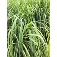 3 Lemongrass Plants in Separate 2.5 Inch Containers Indoor/Outdoor