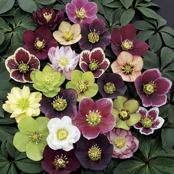 3 Lenten Rose/ Hellebores: One Plant each in Three 2 1/2 Inch Pots-- Great for Fall Planting!