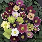 3 Lenten Rose/ Hellebores One Plant each in Three 2 1/2 Inch Pots-- Great for Fall Planting!