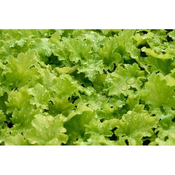 3 Lime Marmalade Heuchera in 3.5" Pots