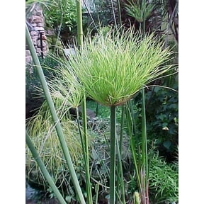 3 Little Egyptian Papyrus in 4 Inch Container