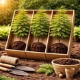 thumbnail image 1 of 3 Live Dawn Redwood Trees for Growing – Metasequoia glyptostroboides Saplings – Fast Growing Deciduous Redwood Tree's – Hardy Outdoor Shade & Landscape Trees, 1 of 7