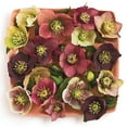thumbnail image 1 of 3 Live Hellebore Plants - Mixed Lenten Rose / Hellebore in 2 Inch Pots - Perennial, Winter-Blooming - Great for Cut Flowers - Helleborus x hybridis, 1 of 6