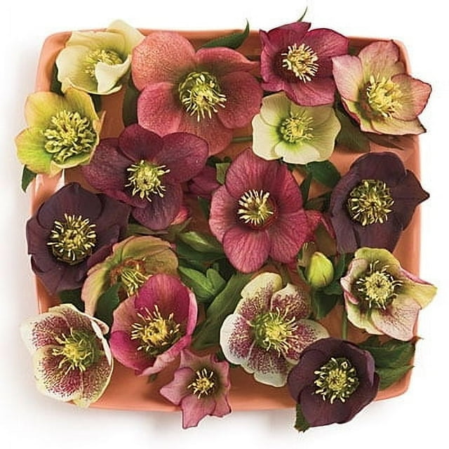 3 Live Hellebore Plants - Mixed Lenten Rose / Hellebore in 2 Inch Pots - Perennial, Winter-Blooming - Great for Cut Flowers - Helleborus x hybridis