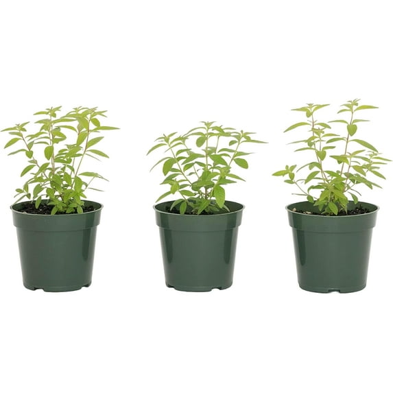 3 Live Lemon Verbena Plant – Aloysia citriodora – Fully Rooted in 4” Premium Nursery Pots – Highly Fragrant & Perfect for Culinary & Herbal Use
