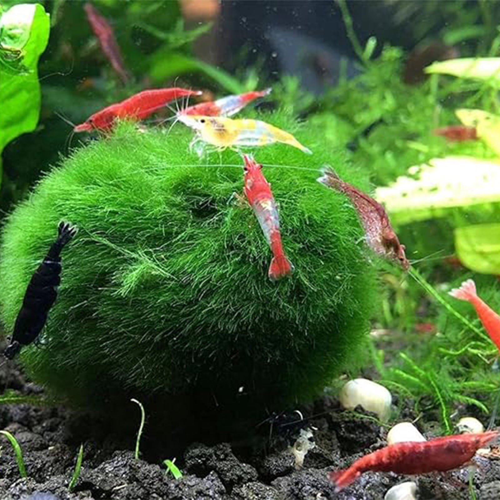 3 Live Moss Balls for Aquarium - 4cm Marimo Balls, Natural Water Filter ...