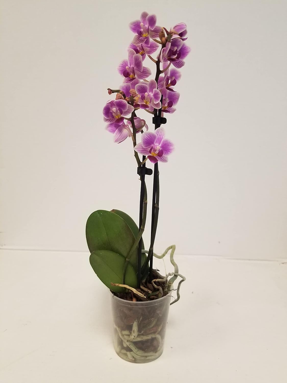 Live 3-inch Dendrobium Pink Orchid Plant