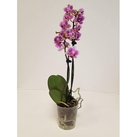 Live 3-inch Dendrobium Pink Orchid Plant