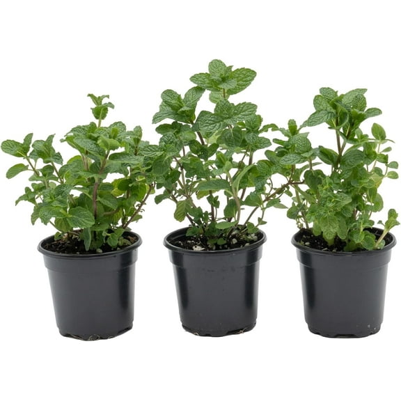 3 Live Spearmint Plants (Mentha Spicata) – Fragrant & Flavorful Herb, Thriving in 4” Nursery Pots