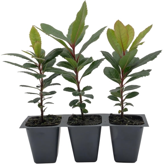3 Arbutus Unedo - Live Strawberry Tree Plants – Sweet Resilient Beauty, Thriving in 2.5" Nursery Cubes