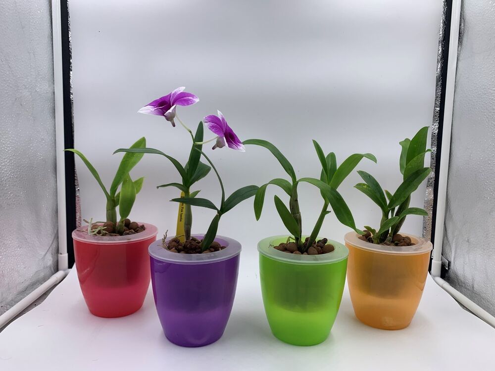 3 Live premium dendrobium orchids + Easy Watering Pots