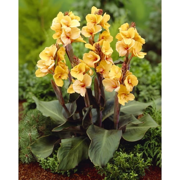 CZ Grain Louis Cottin Canna Lily Plant Bulbs (3 Count)