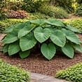 thumbnail image 1 of 3 Low Rider Elephant Ear Bulbs (Colocasia) – Compact Spreading Elephant Ears with Large Green Leaves – Ideal for Borders, Containers & Small Gardens (3 Bulbs), 1 of 5