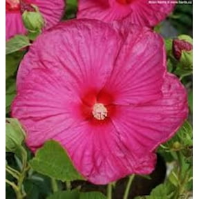 3 Luna Rose Hibiscus Plant in a 3.5" Pot