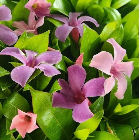3 Mandevilla Plants Live, 5-10 Tall Flowering Mandevilla Vines for Trellis, Outdoor Patio, Garden Pots, Trailing Mandevilla Seedlings (Blue Mandevilla Plant)