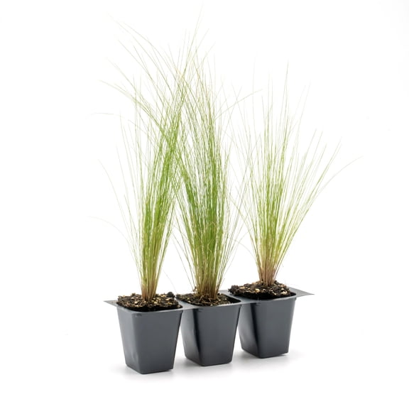 3 Mexican Feather Grass – Fine Textured Ornamental Grass with Silky Plumes for Borders & Mass Plantings (Nassella tenuissima) in 2.5” Cubes, Live Plants