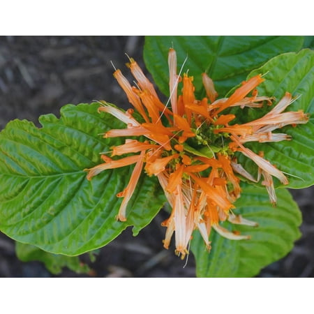 3 Mexican Honeysuckle (Justicia Spicigera) 3.5in pot