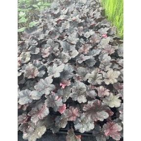3 Midnight Rose Heuchera in 3.5 inch Size Pots/Coral Bells