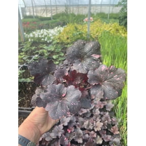3 Midnight Rose Heuchera in 4 inch Pots/Coral Bells