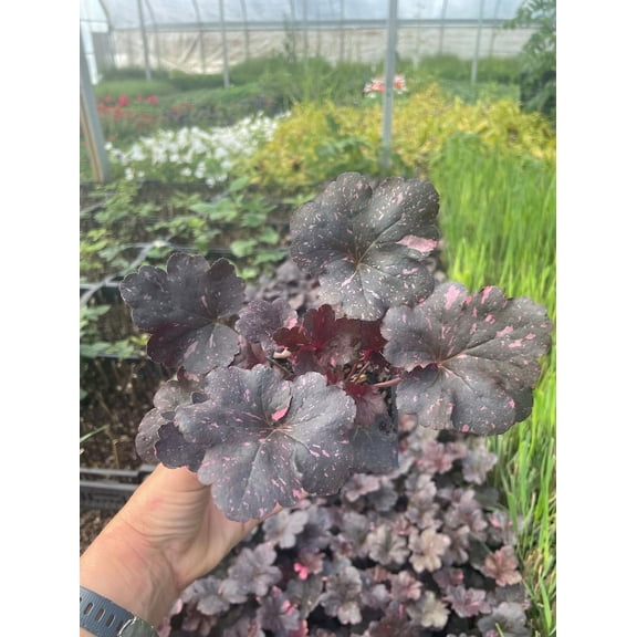 3 Midnight Rose Heuchera in 4 inch Pots/Coral Bells