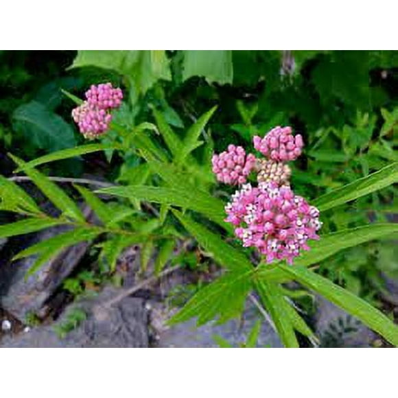 3 Milkweed Asclepias Incarnata in a 4" pot