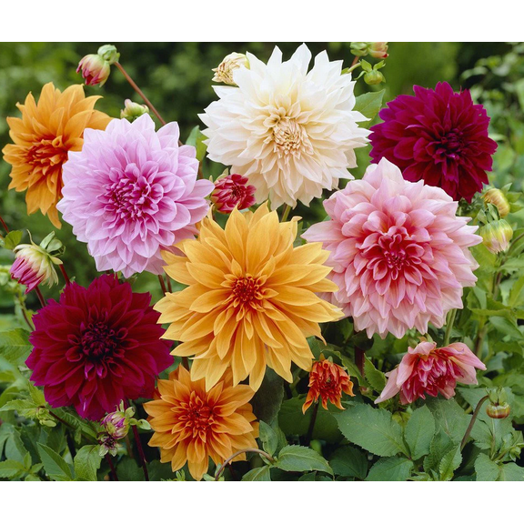 3 Mixed Color  Giant Dahlia Bulbs for Planting, Dinnerplate Dahlia Flowers Tubers Huge Bloom - Grows Well In Containers