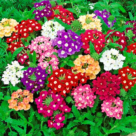 3 Mixed Verbena Plants Live, Hardy Perennial Flower, 4-8 Inches Tall, Outdoor Garden Plant