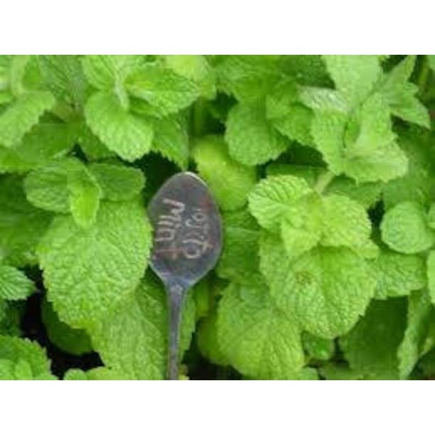 3 Mojito' Mint Plant Herb Hardy Perennial 4" Pot Heat and cold