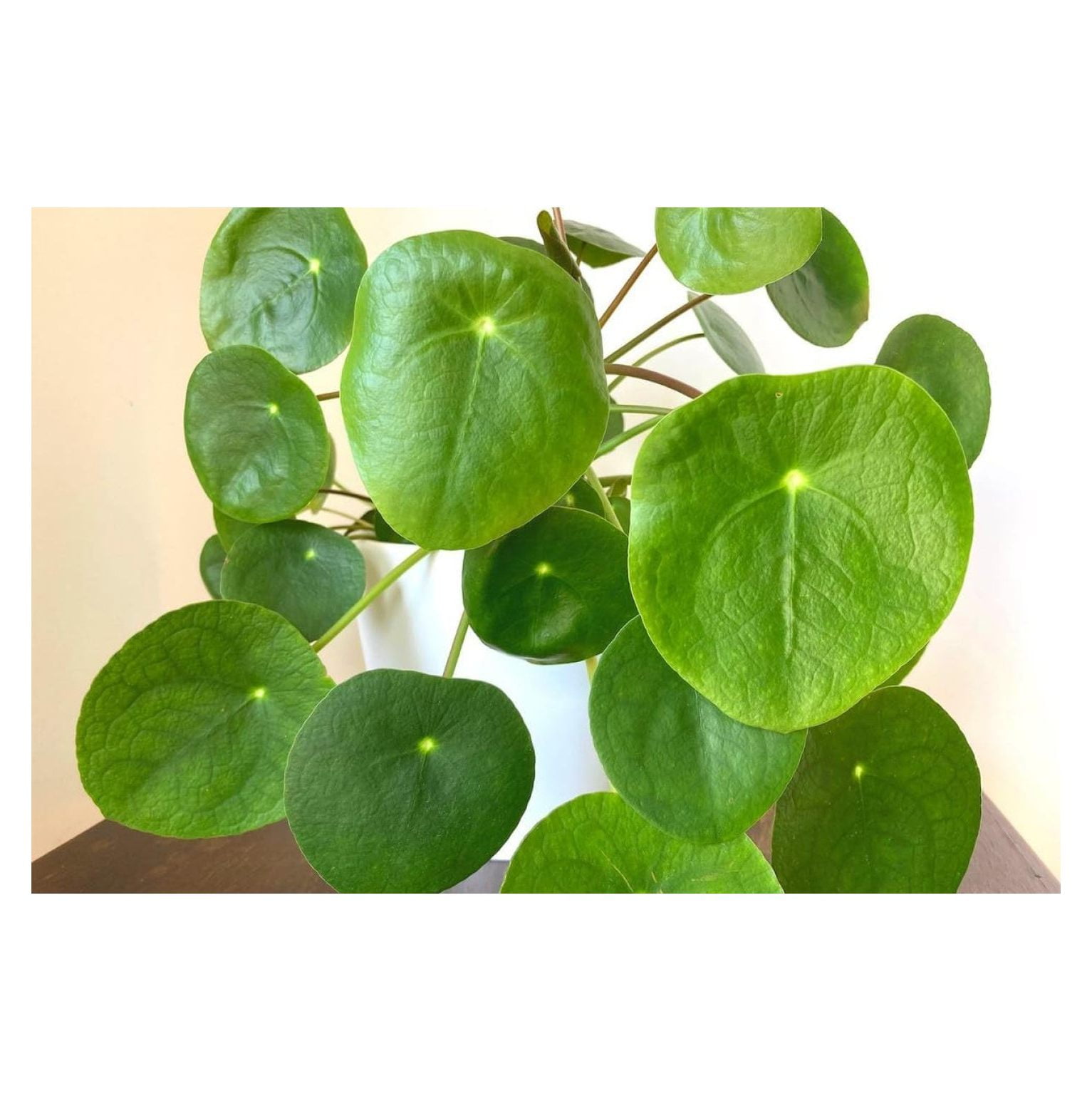 3 Money Plants Live, Pilea Peperomioides Live, Money Tree Plant Indoor